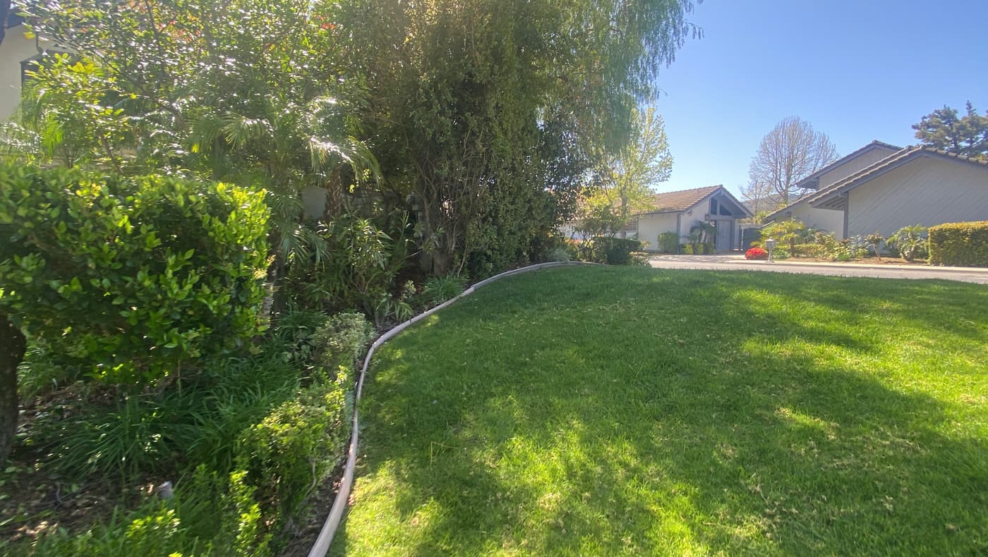 The small lawn before construction, edged in concrete and enclosed by mature planting