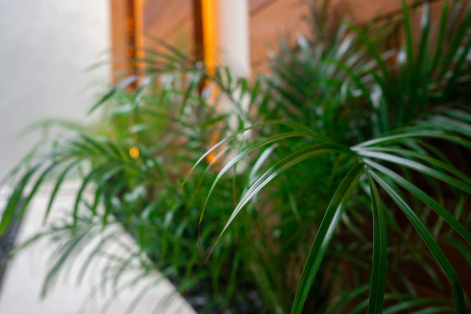 Palm fronds against a lit cedar panel at dusk