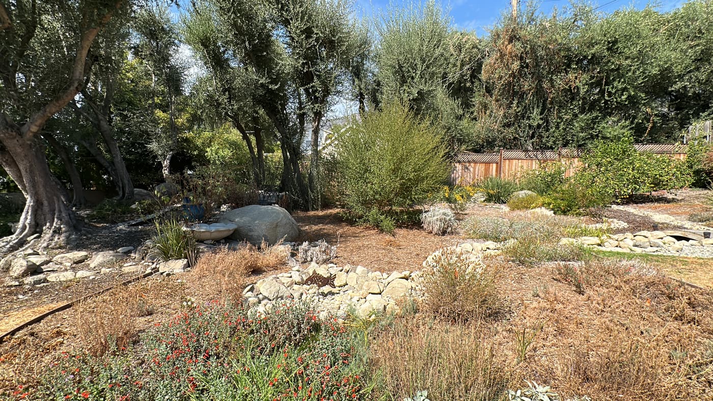 Olive trees over a dry mulched bed with boulders before construction