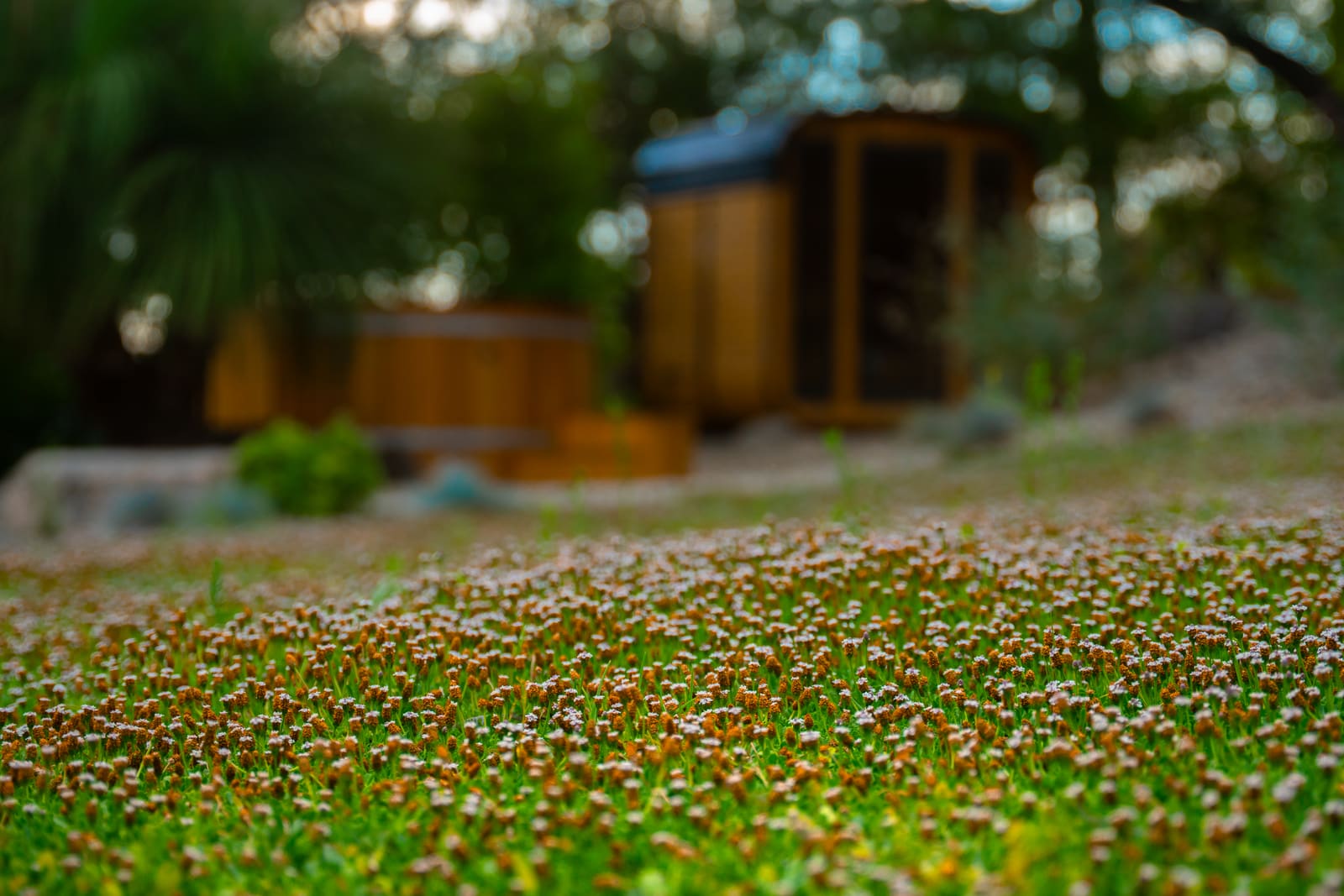 Cedar sauna and hot tub at dusk beyond a meadow of flowering groundcover