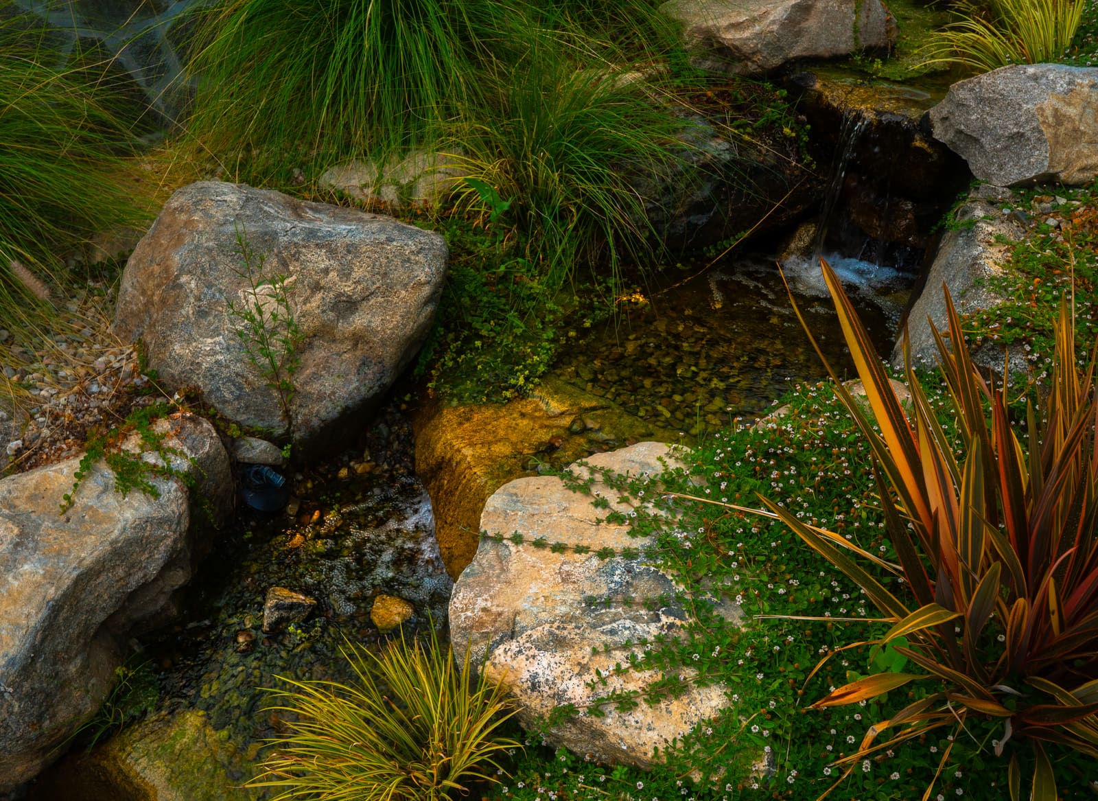 The stream running between boulders, edged with flax and flowering groundcover
