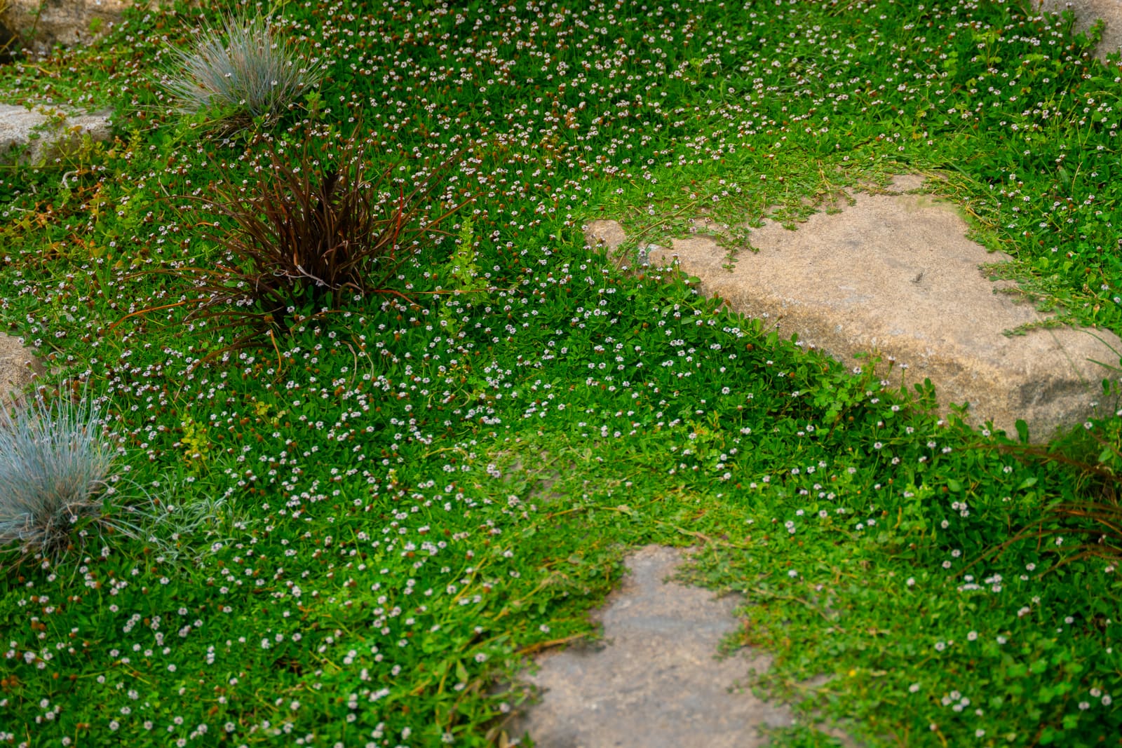 Flowering groundcover meadow with a granite boulder and flagstone stepping stones
