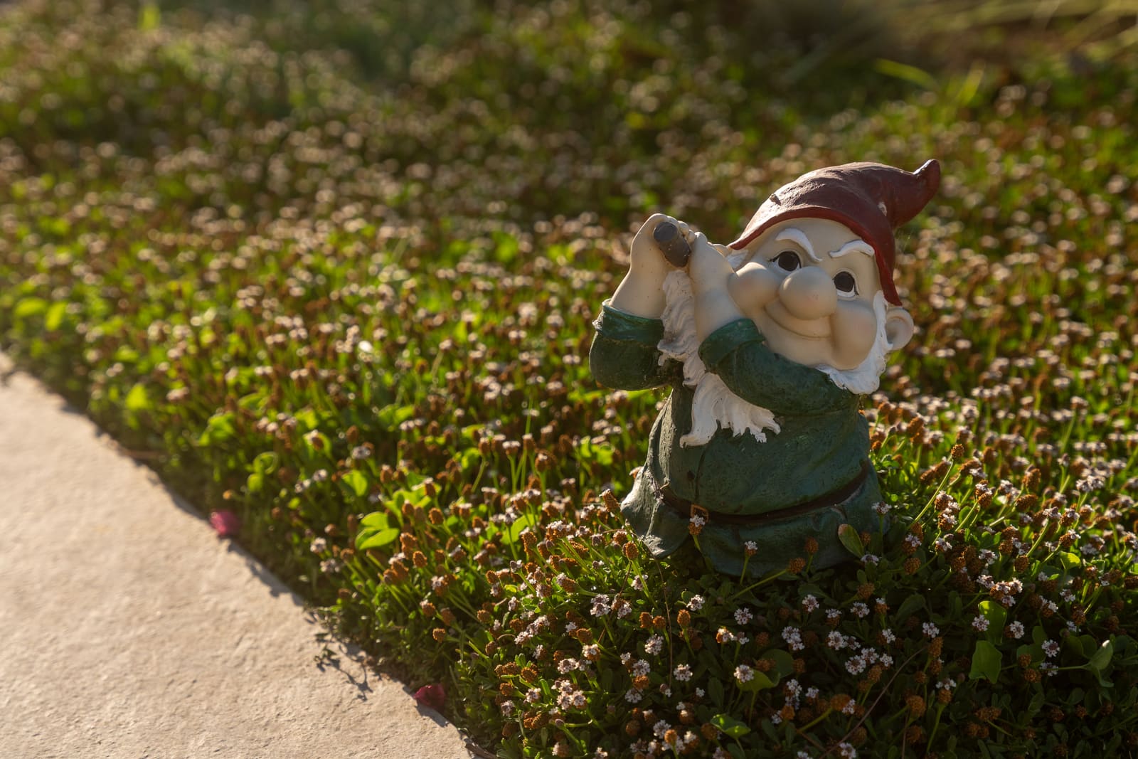 A garden gnome among flowering groundcover at the edge of a boulder
