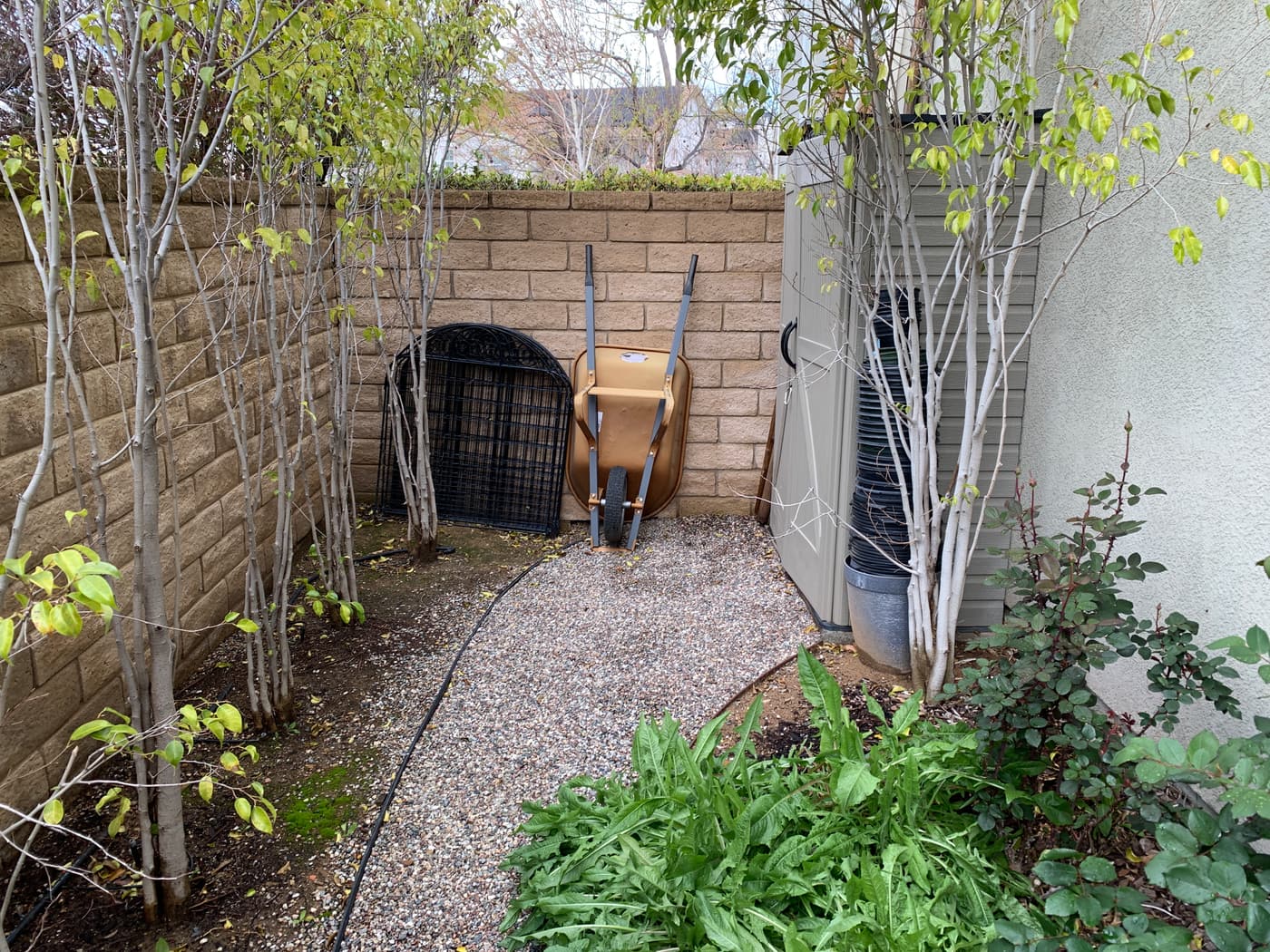 Side yard before construction: a gravel path between the block wall and a bed of volunteer growth