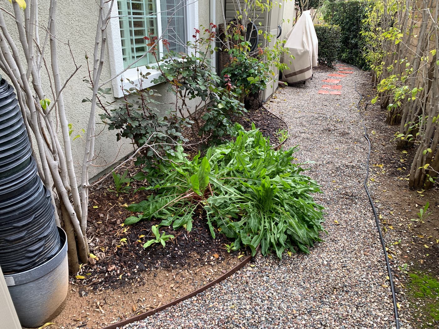 Gravel path and overgrown foundation planting along the house before construction