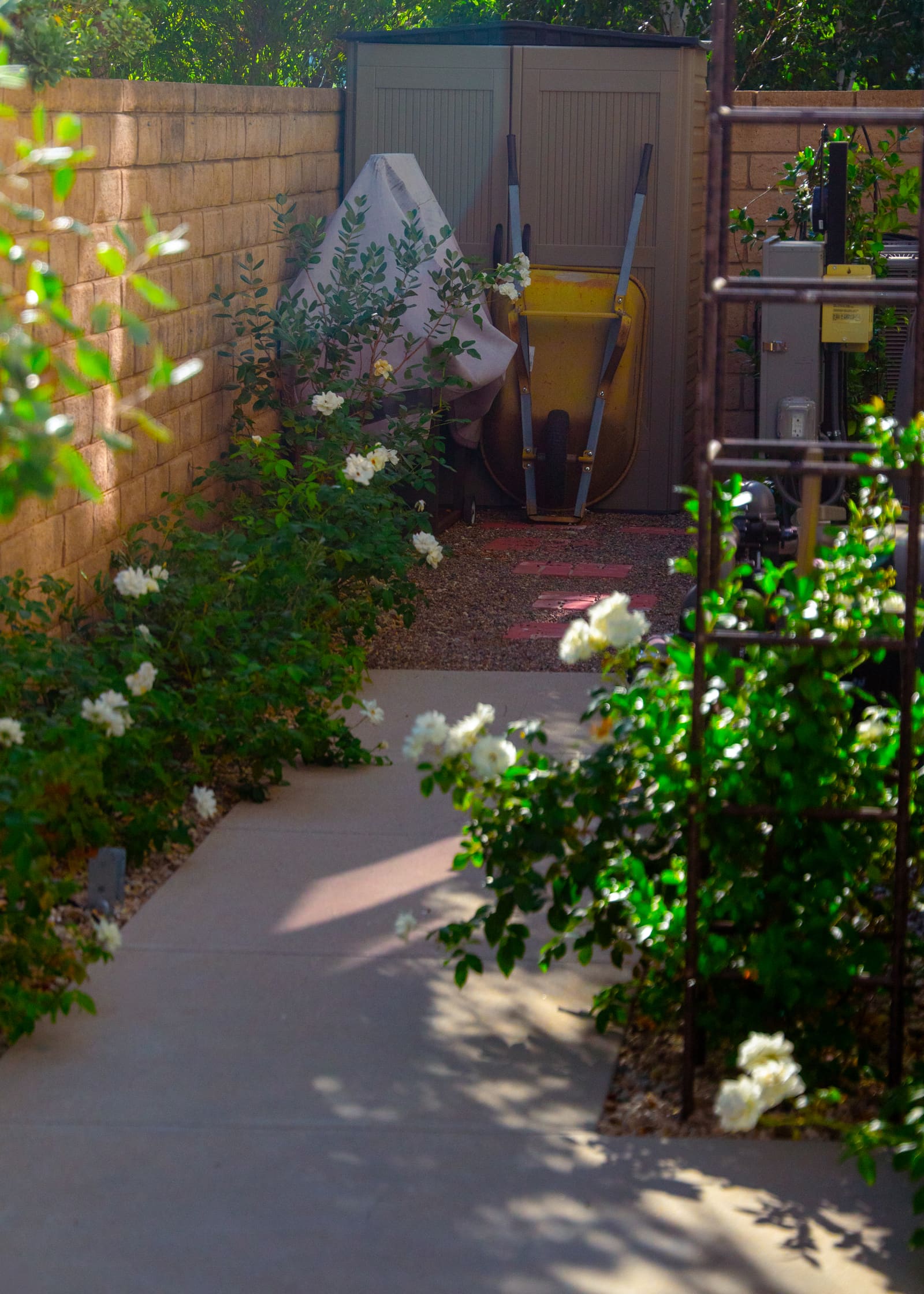 Side yard planted with white roses and climbing vines along the block wall