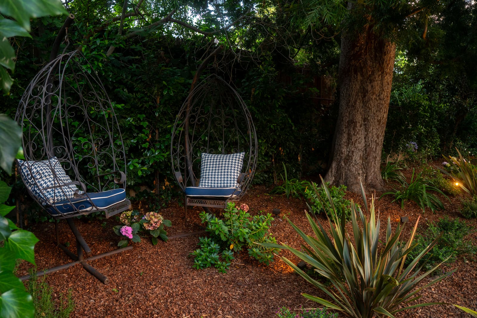 Two hanging chairs suspended beneath a mature oak above a mulched bed of flax and roses