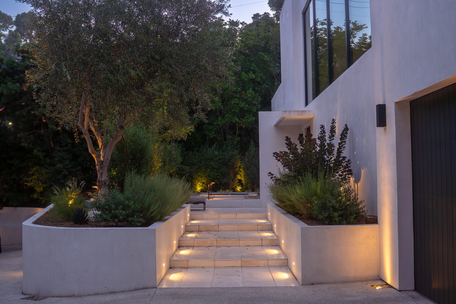 Wide entry steps lit by recessed step lights between raised white planters, with an uplit olive tree beside a modern home at dusk