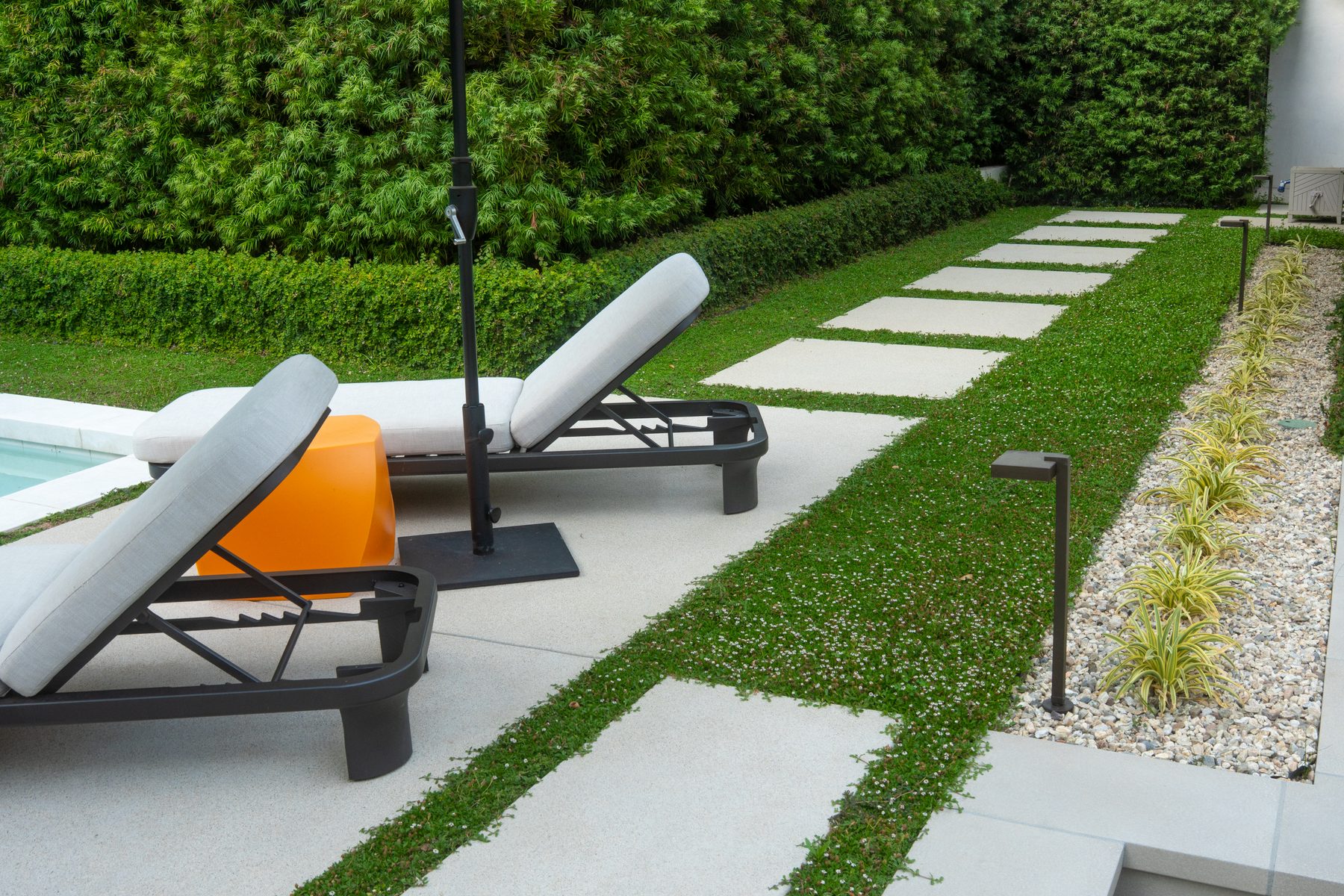 A hedge-lined pool patio with large-format concrete pavers set in flowering groundcover and modern chaise lounges