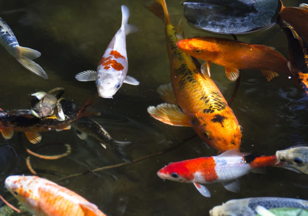 A koi pond with visible fish, aquatic plants and stone edging, set in a drought-tolerant landscape