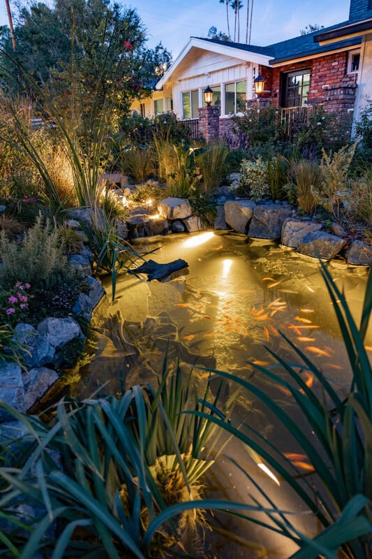 A finished front-yard koi pond lit at dusk, with dozens of visible koi, boulders, and layered planting
