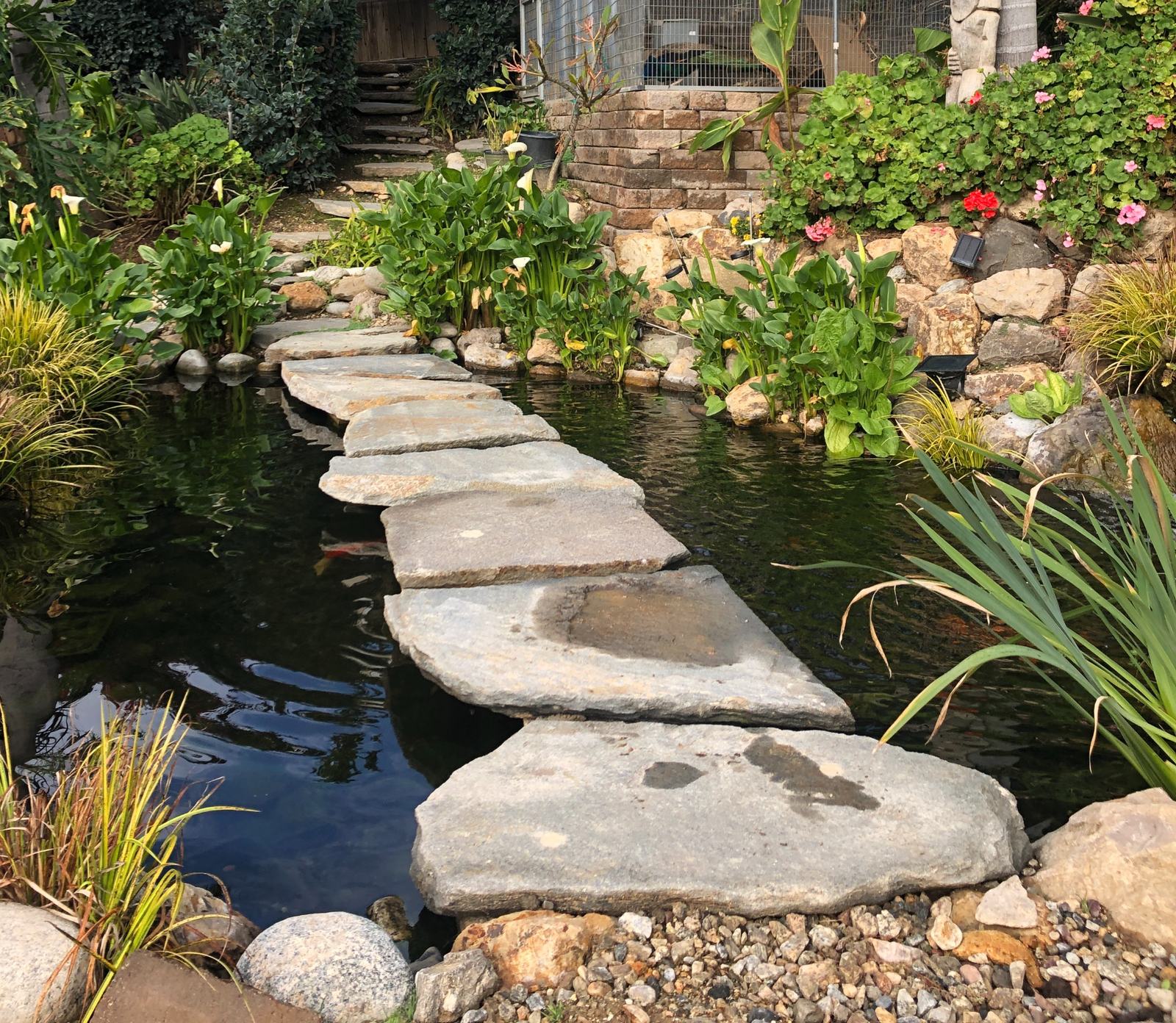 Flagstone stepping stones crossing a koi pond bordered by calla lilies and a stacked-stone retaining wall