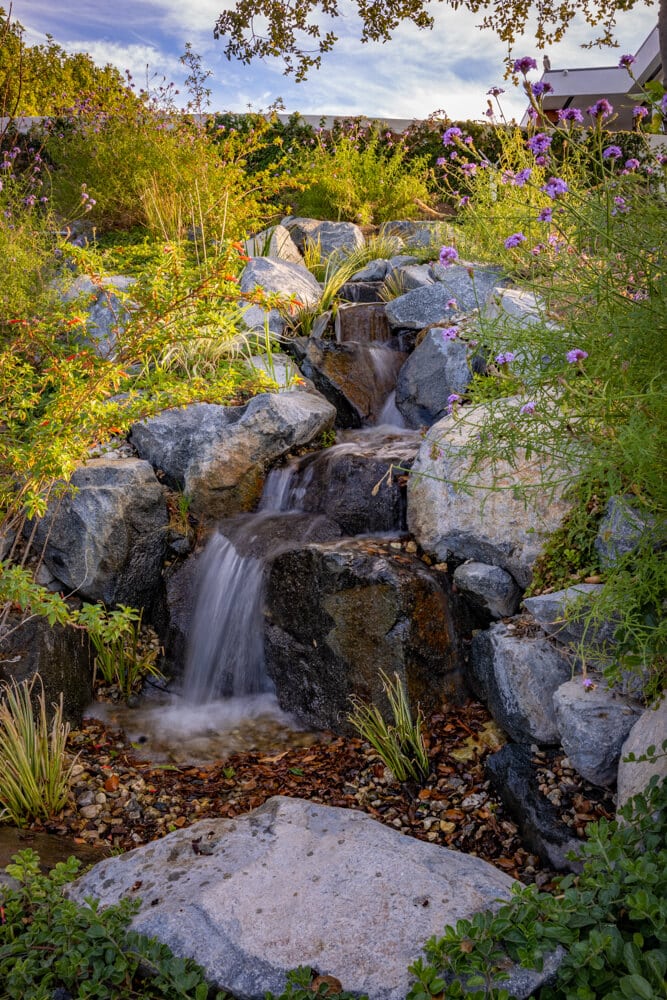 A backyard pondless waterfall and stream lit warm at sunset, framed by mature planting