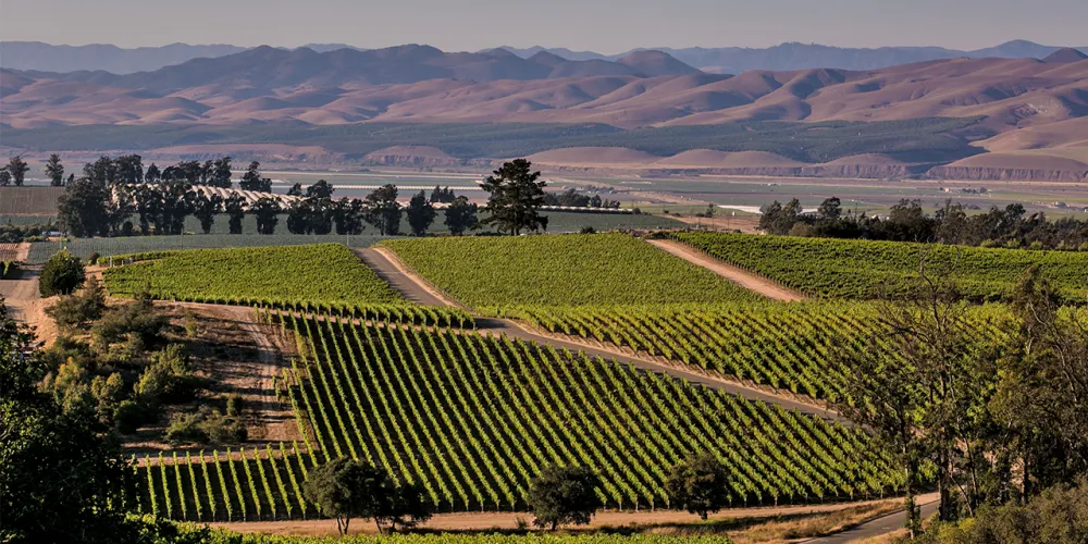 Vineyard rows in the Santa Maria Valley wine country