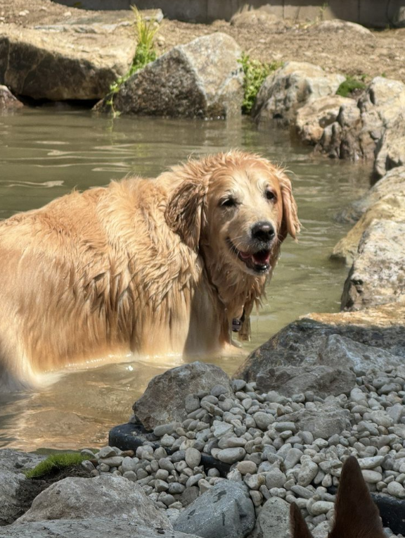 Piper the golden retriever standing in the dog-friendly pond built for this review