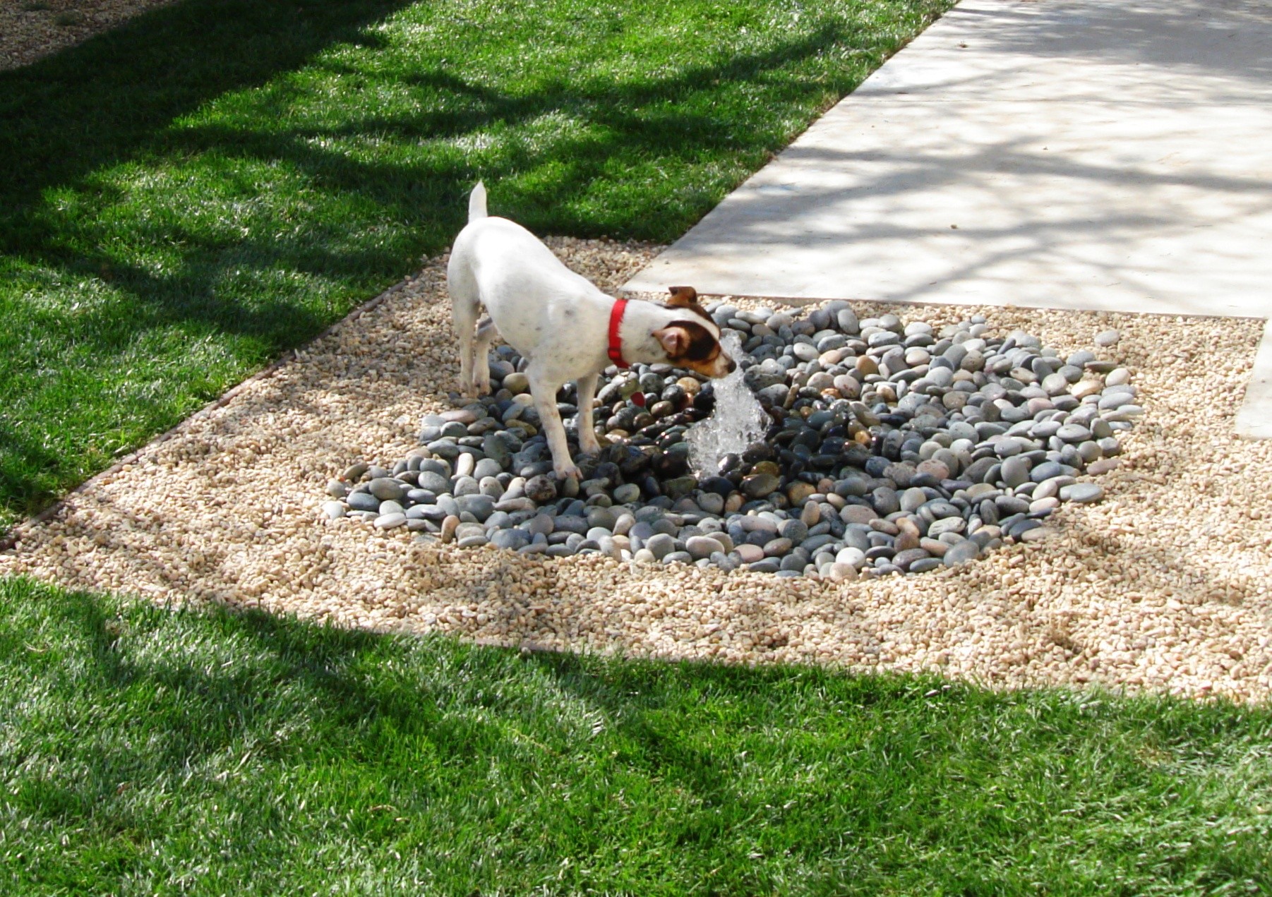 Backyard with water fountain, pool, and safe landscaping for children and pets