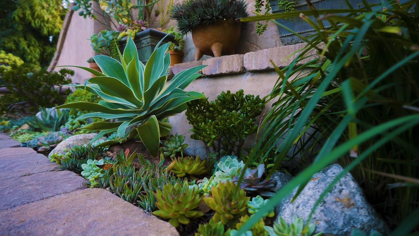 California native and succulent garden beside a patio