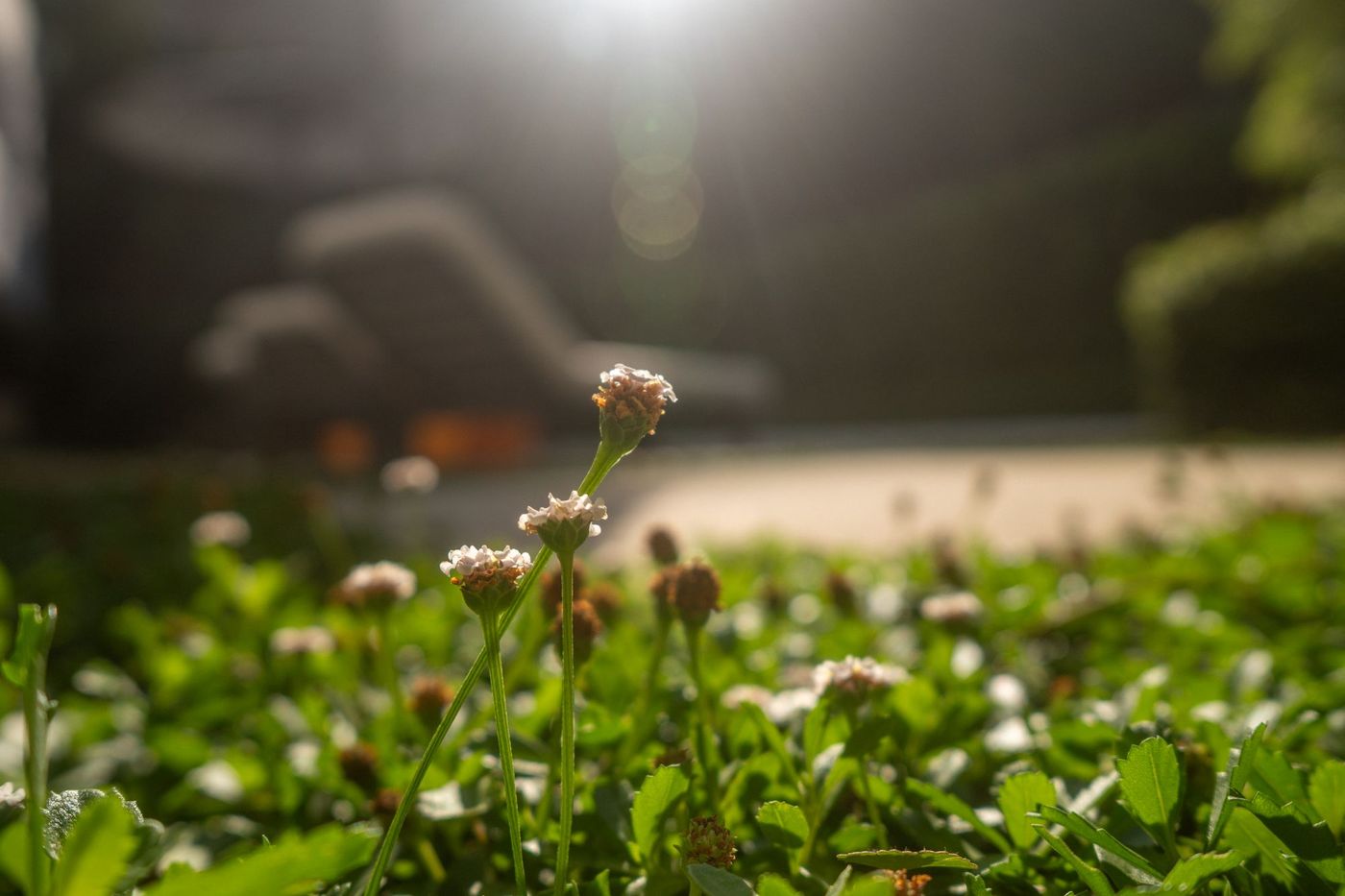 Close-up of low flowering groundcover plants in a landscaped modern backyard setting.