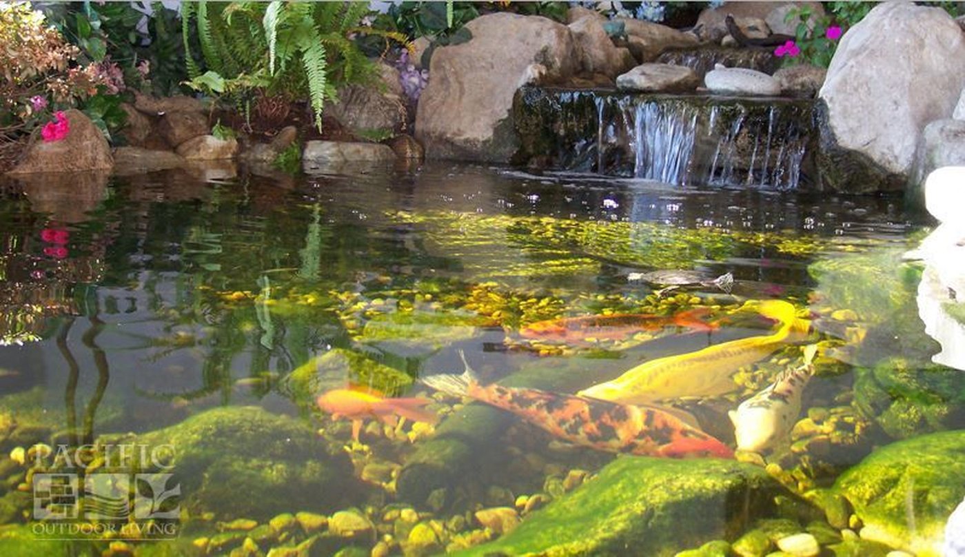 Colorful koi fish swimming in a clear pond with aquatic plants and natural stone waterfall