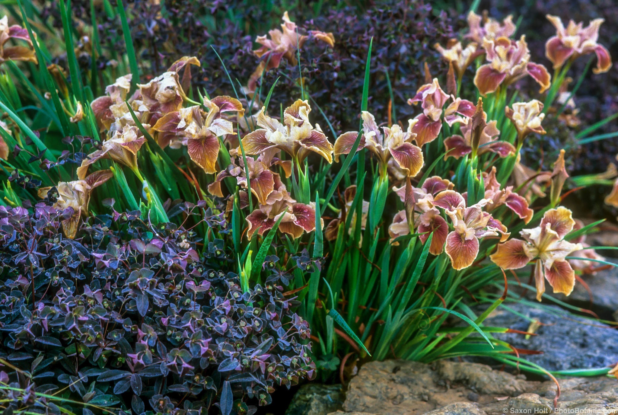 Pacific Coast iris blooming in a native coastal planting bed