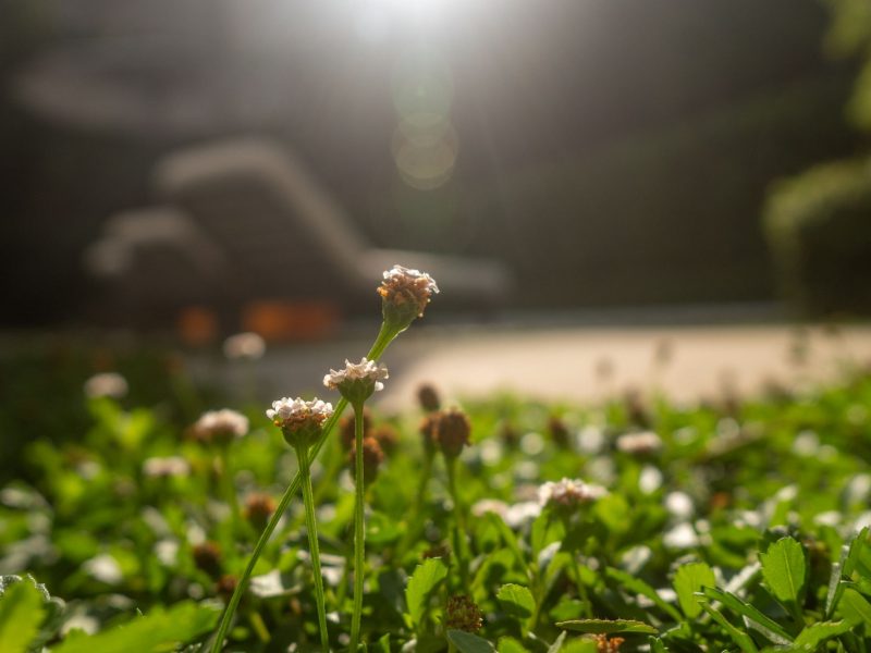 Close-up of low flowering groundcover plants in a landscaped modern backyard setting.